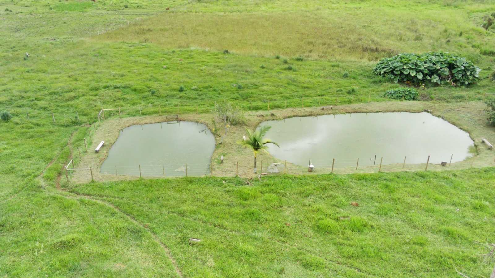 Chácara, 4 quartos, 6 hectares - Foto 14