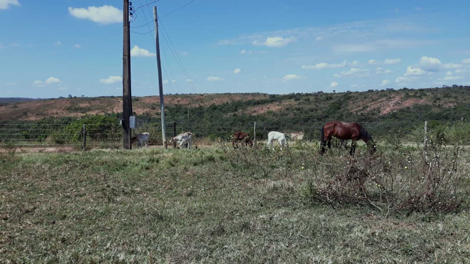 Fazenda, 752 hectares - Foto 5