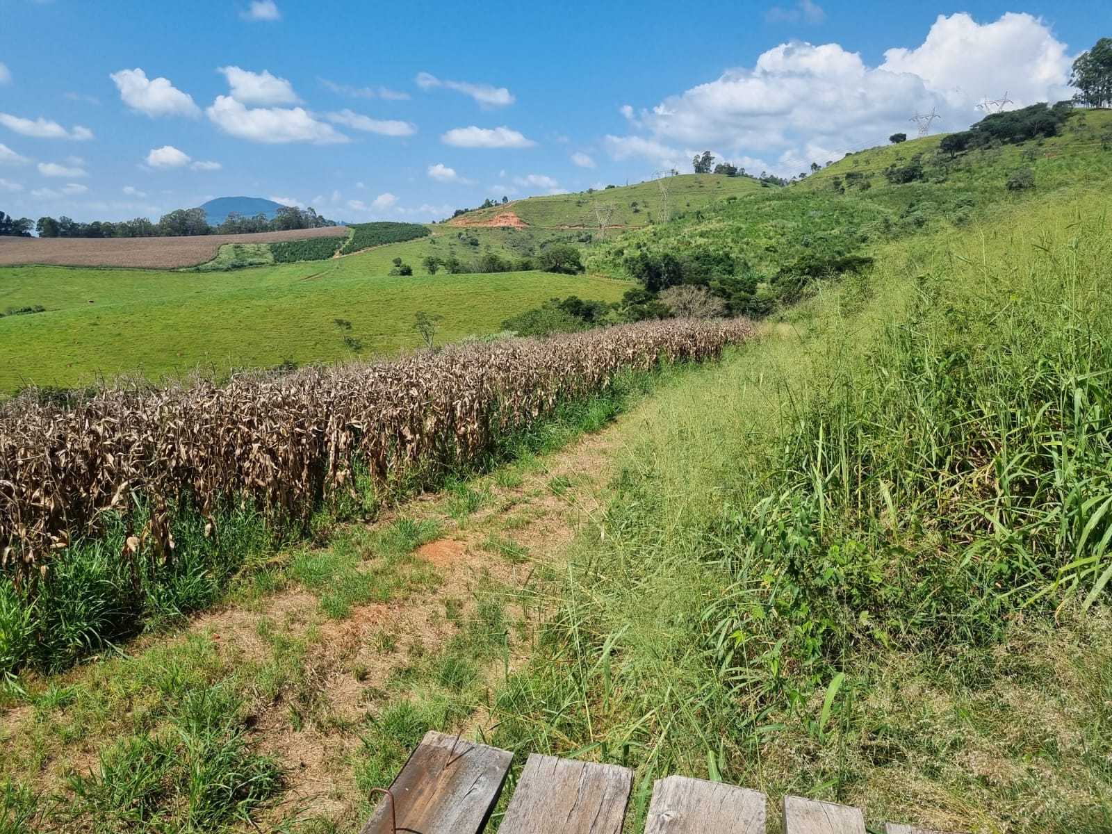 Fazenda, 226 hectares - Foto 8