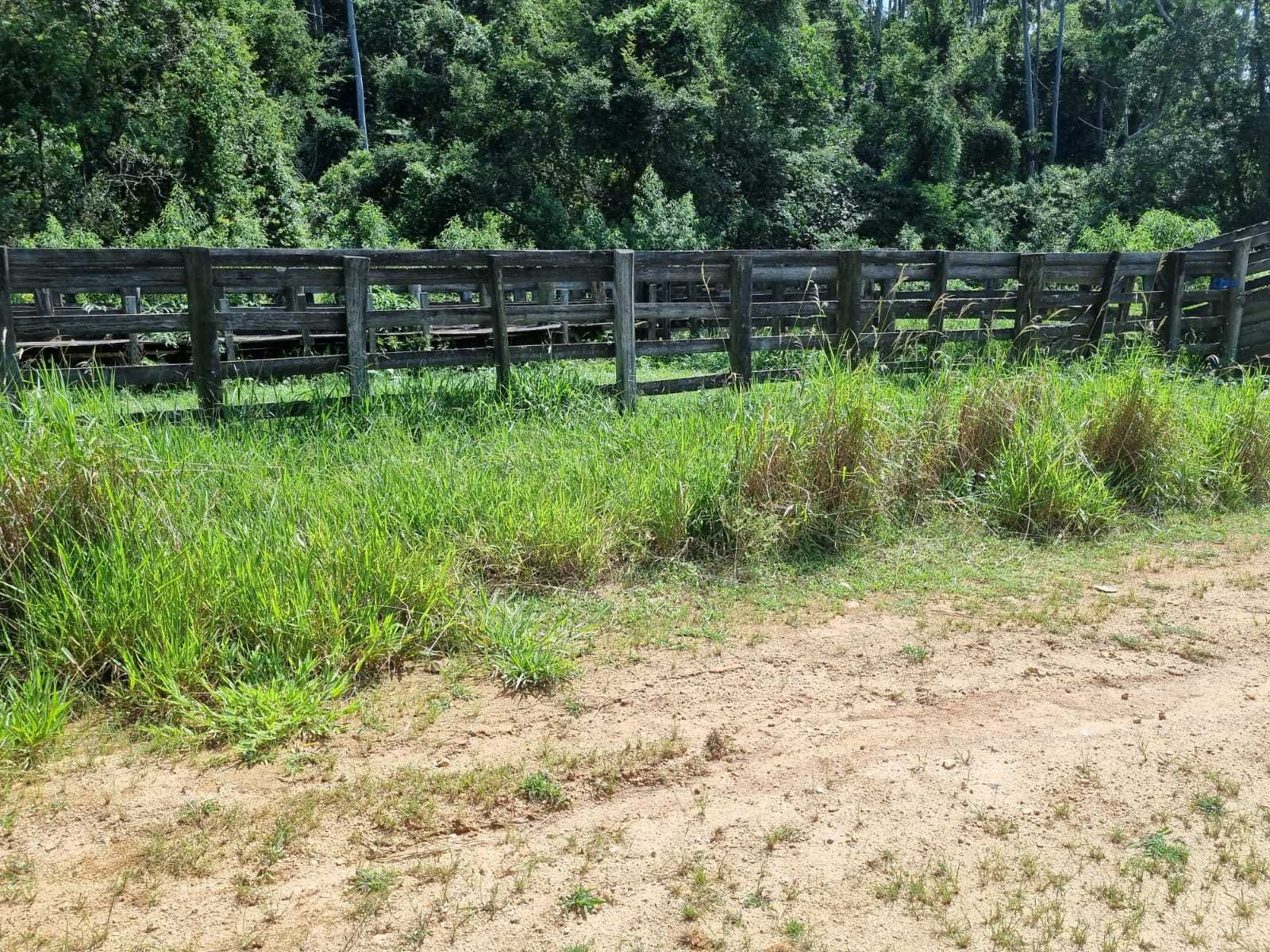 Fazenda, 226 hectares - Foto 17