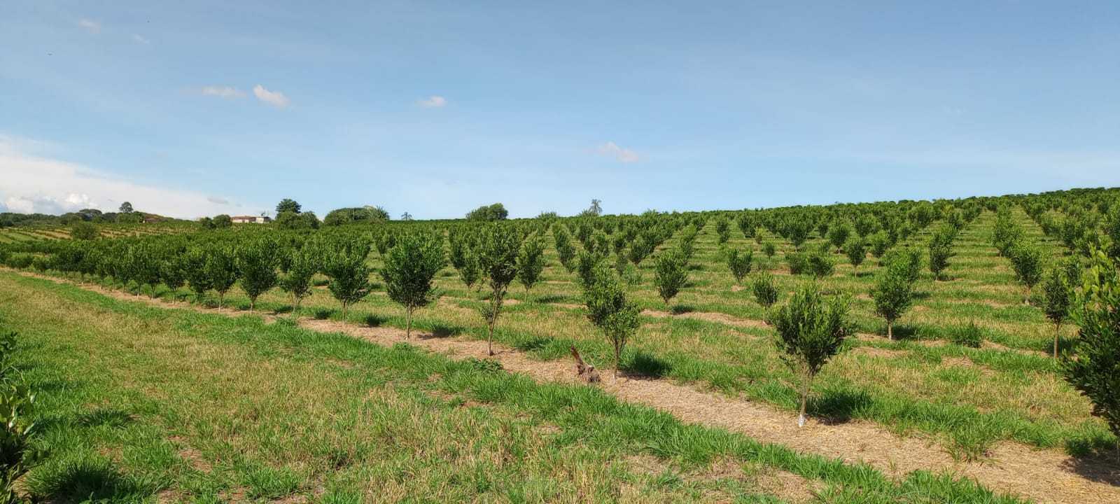 Fazenda, 666 m² - Foto 13