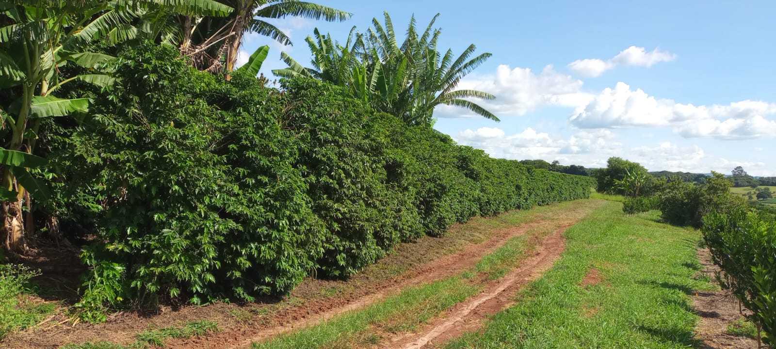 Fazenda, 666 m² - Foto 6