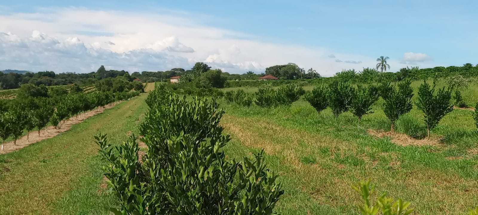 Fazenda, 666 m² - Foto 10