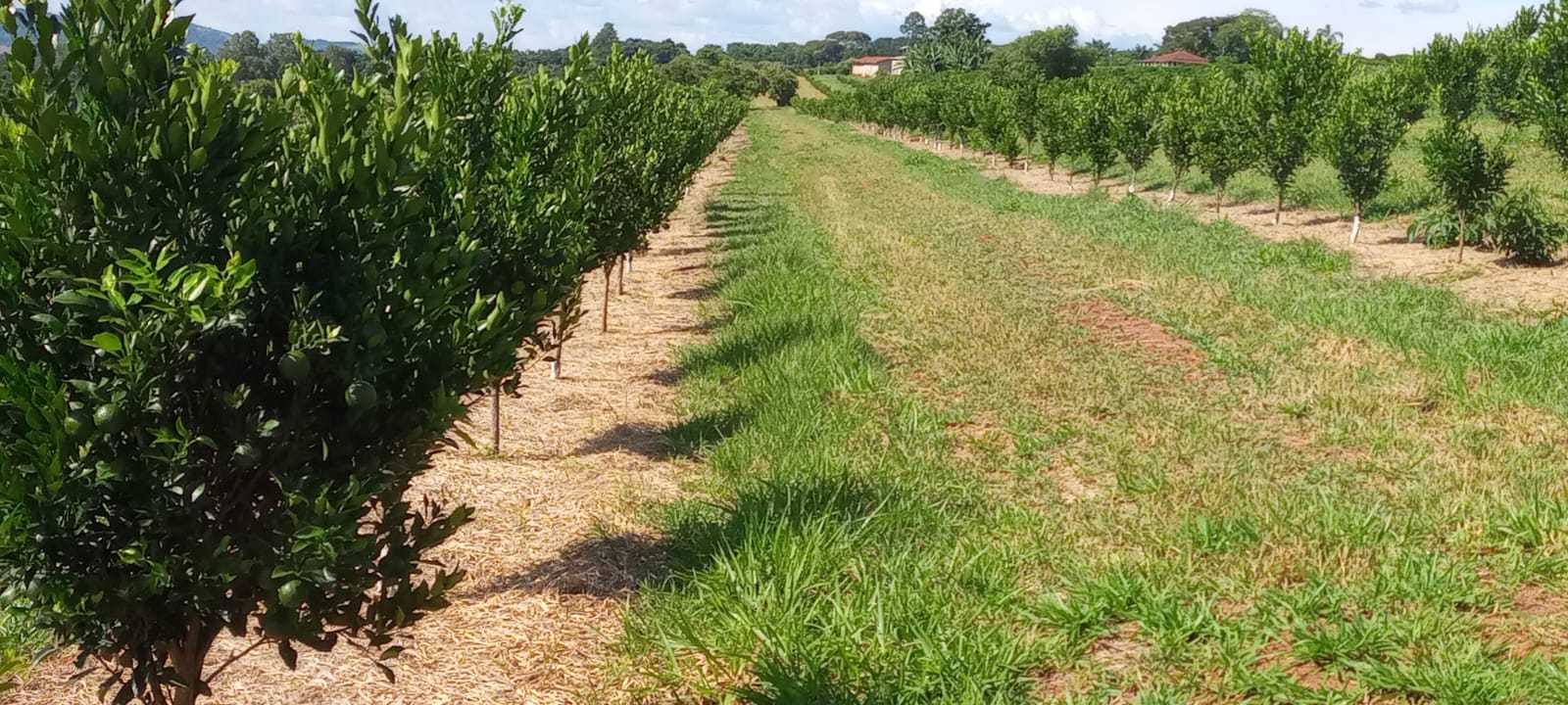 Fazenda, 666 m² - Foto 23