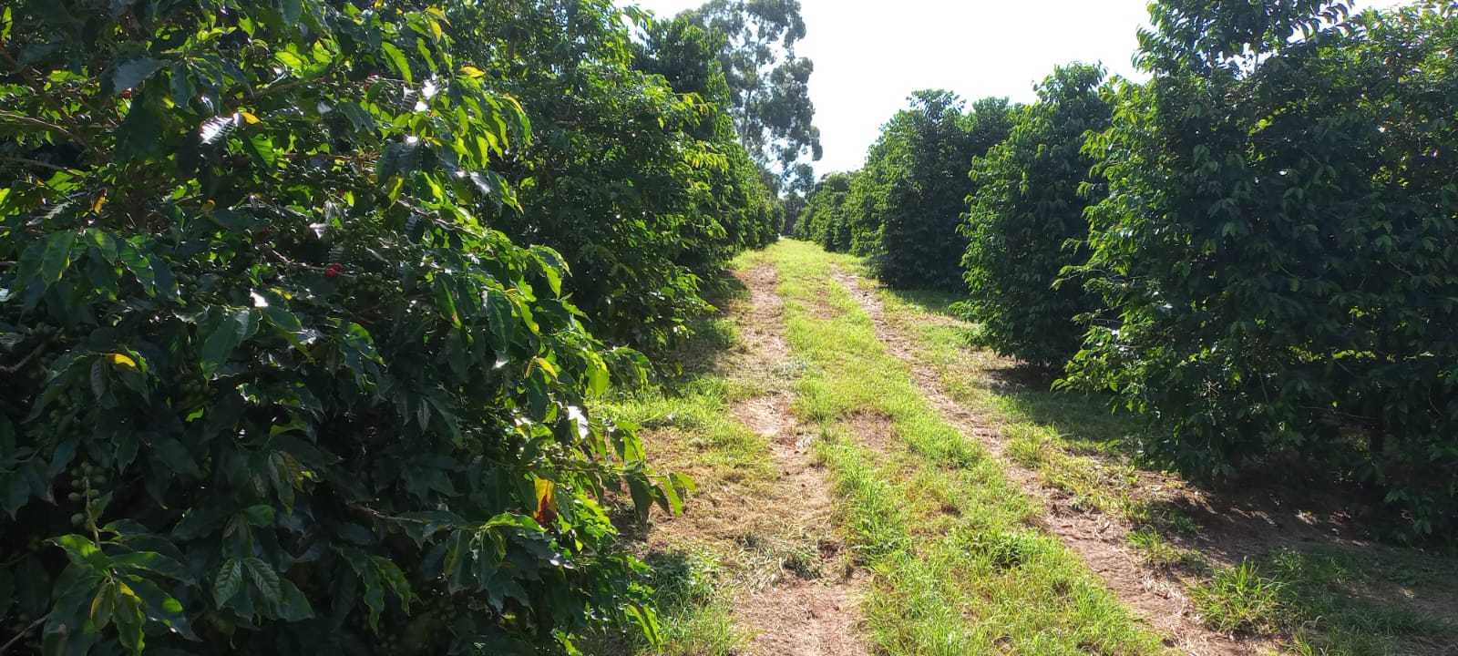 Fazenda, 666 m² - Foto 9