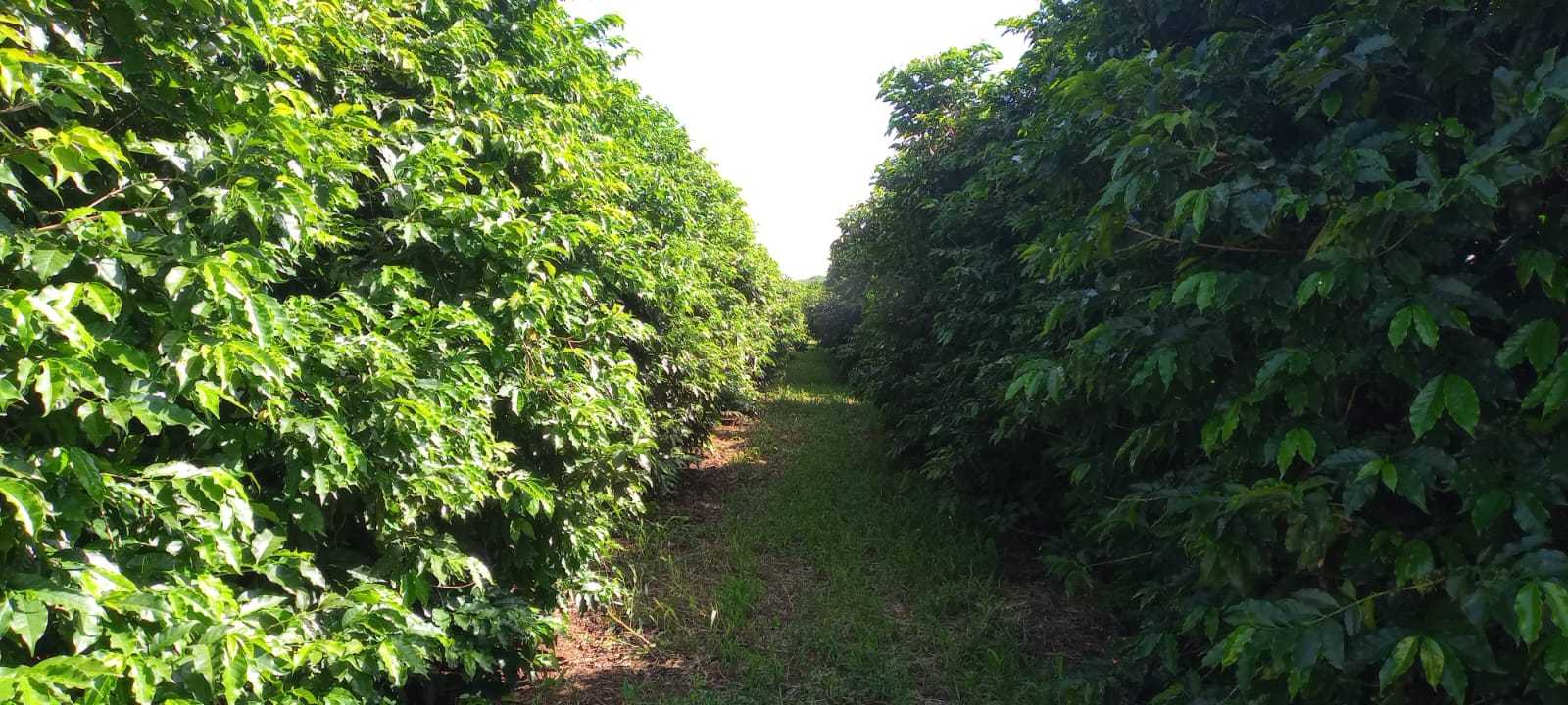 Fazenda, 666 m² - Foto 5