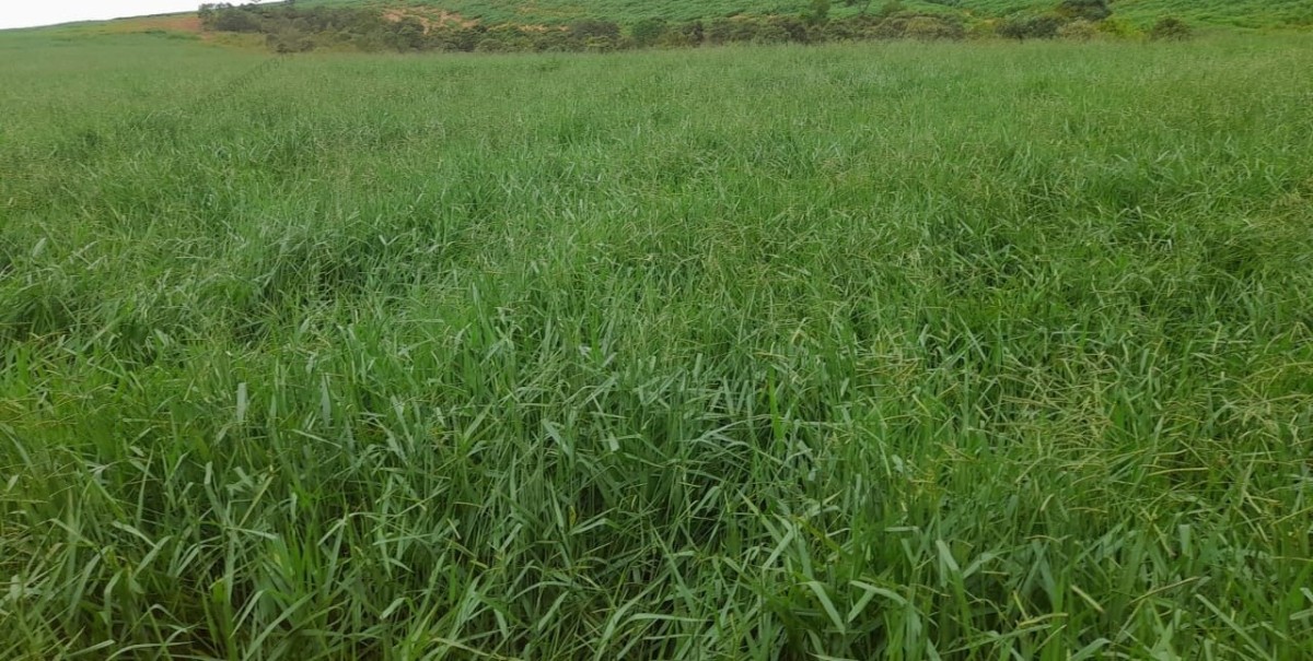 Fazenda, 1 quarto - Foto 8