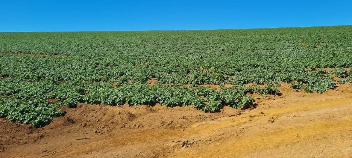 Fazenda, 1 quarto - Foto 7