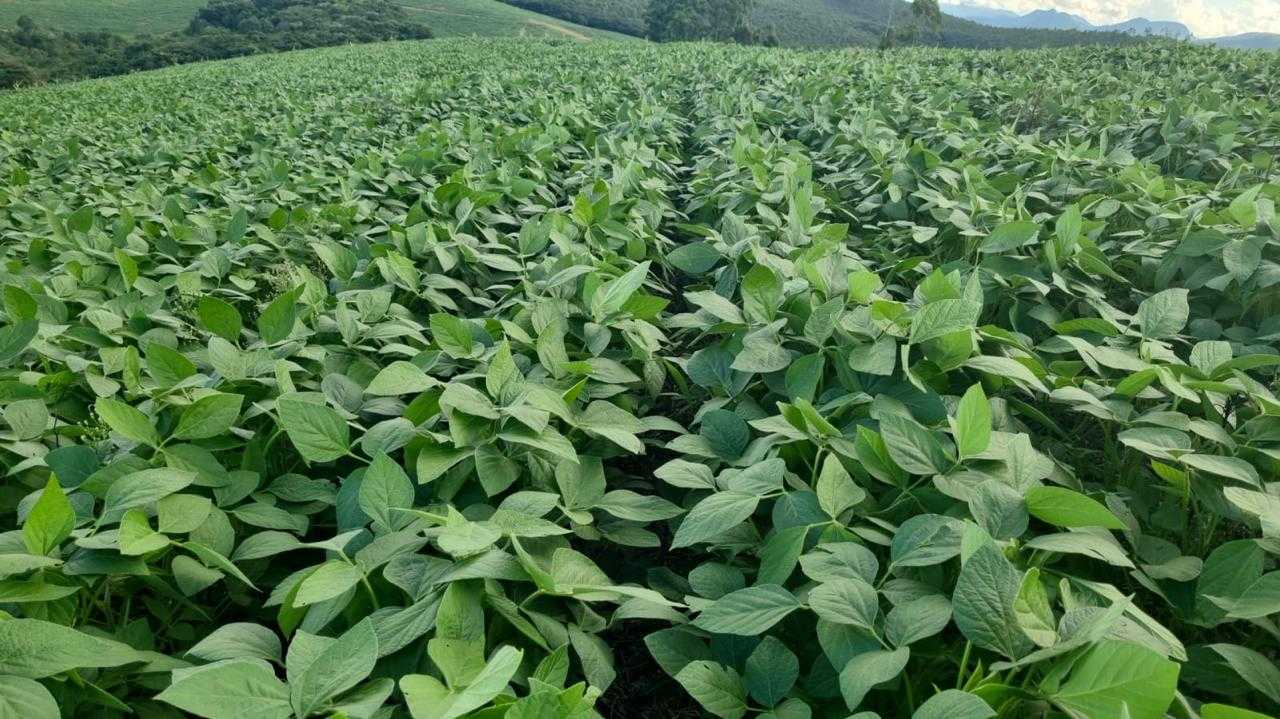 Fazenda, 90 hectares - Foto 6