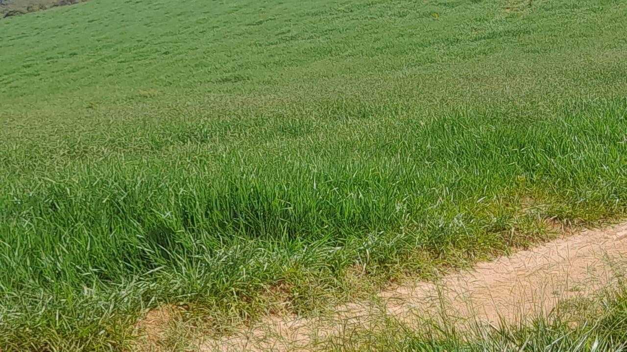 Fazenda, 90 hectares - Foto 7