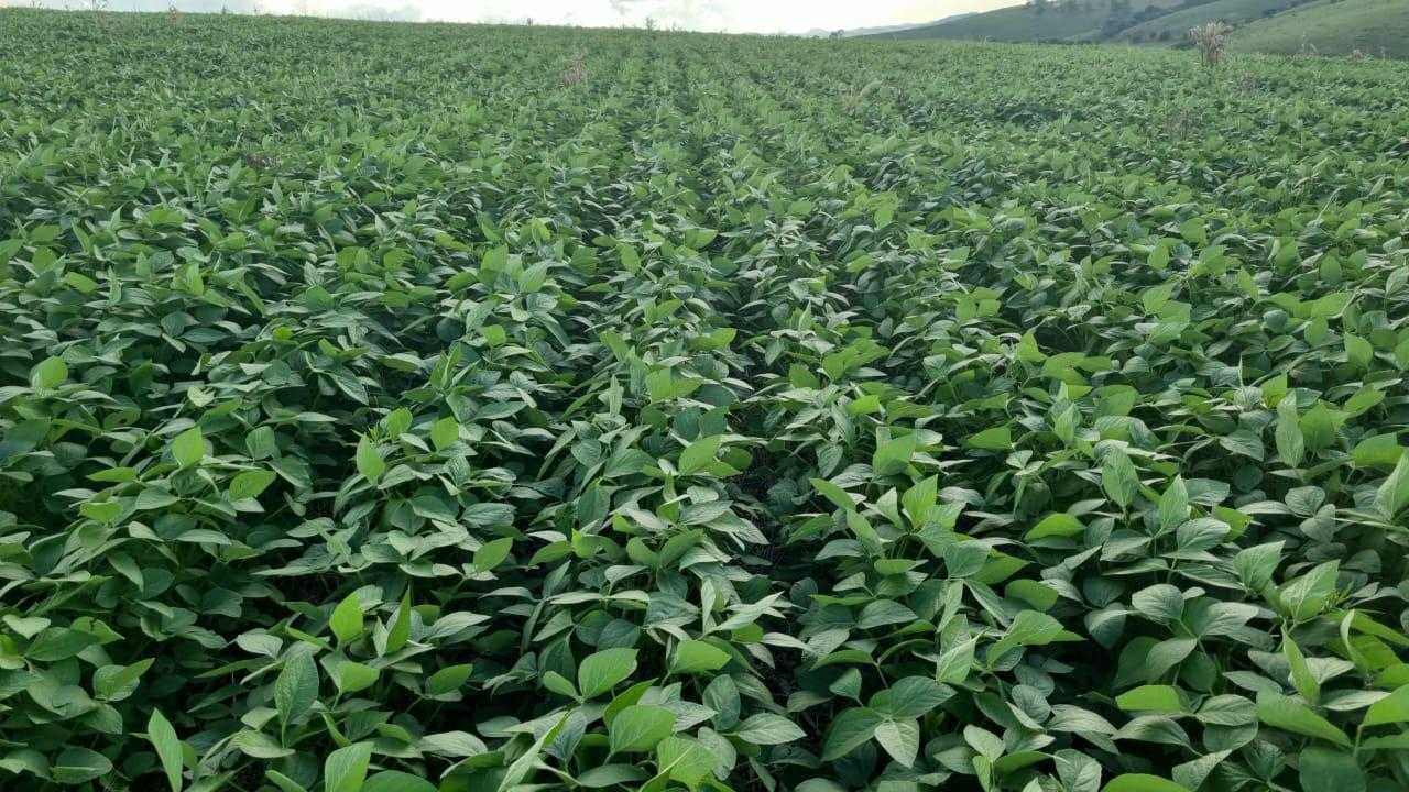 Fazenda, 90 hectares - Foto 4