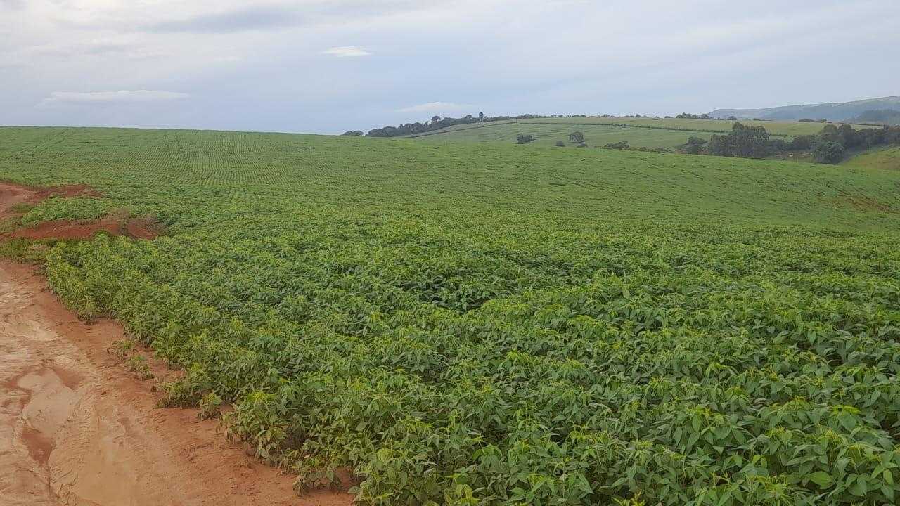 Fazenda, 90 hectares - Foto 8