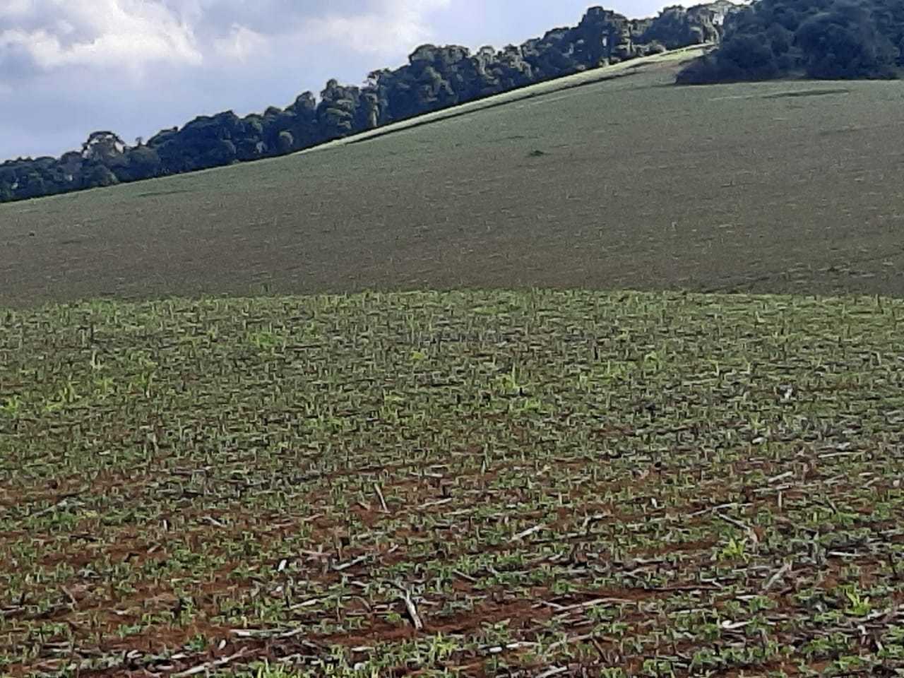 Fazenda, 339 hectares - Foto 5