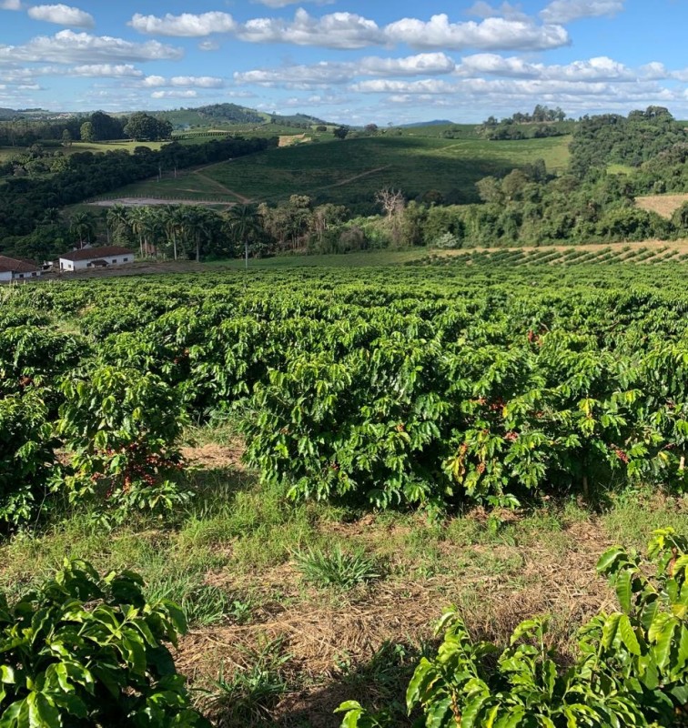 Fazenda, 28 hectares - Foto 3