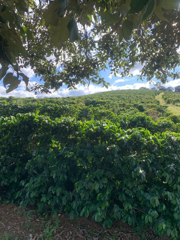Chácara, 2 quartos, 28 hectares - Foto 10
