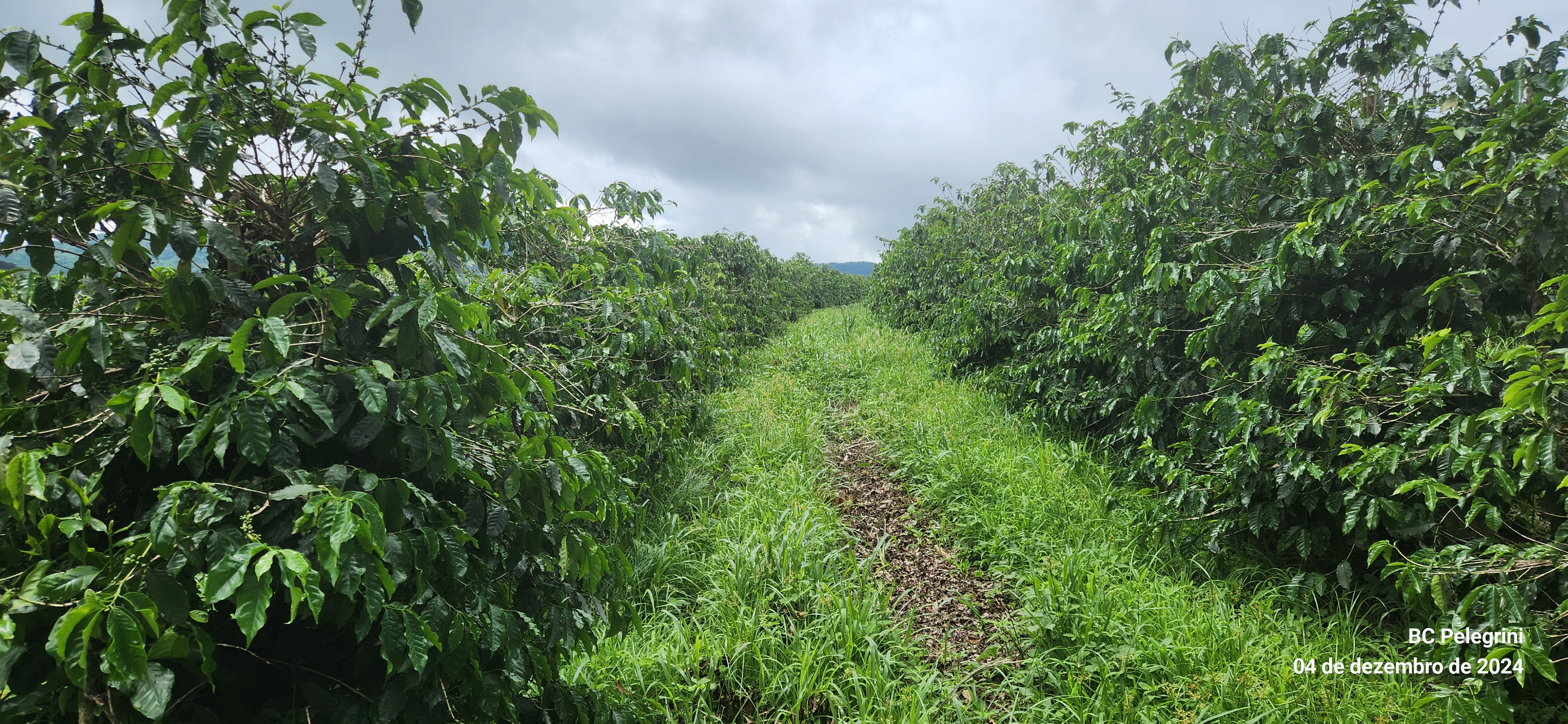 Fazenda, 28 hectares - Foto 2