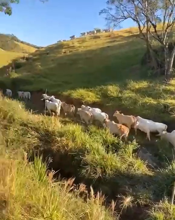 Fazenda, 286 hectares - Foto 25