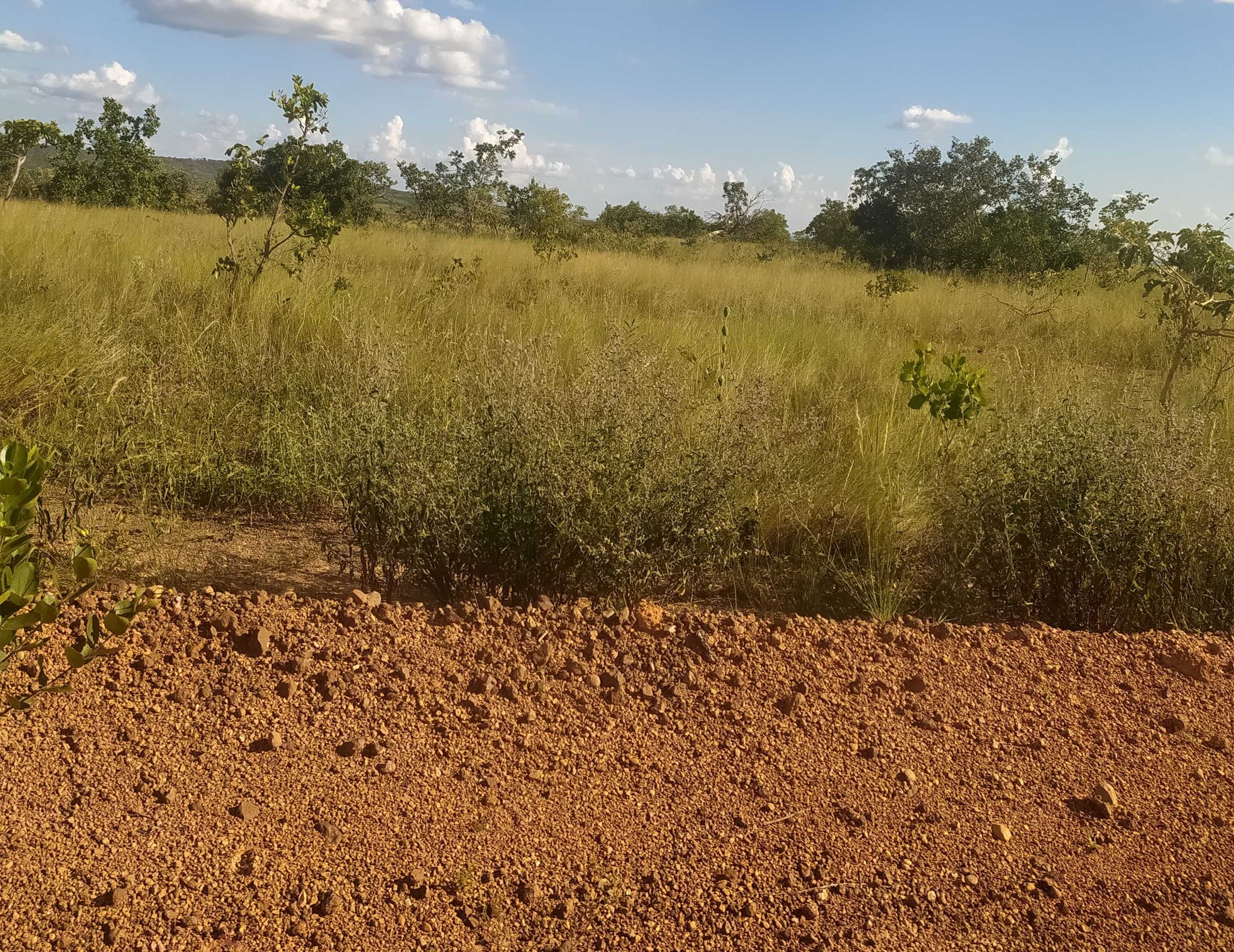 Fazenda, 615 hectares - Foto 4