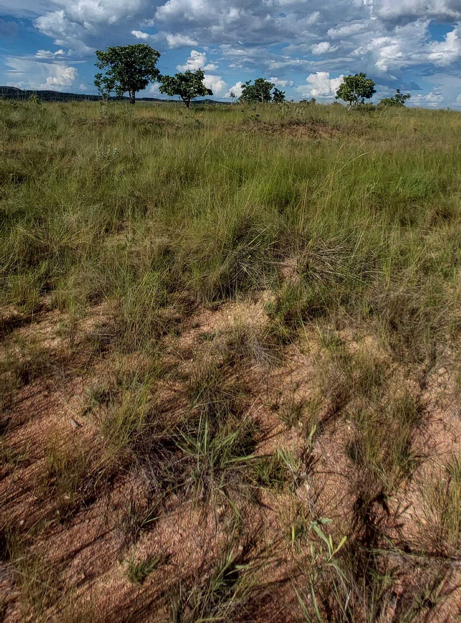 Fazenda, 615 hectares - Foto 24