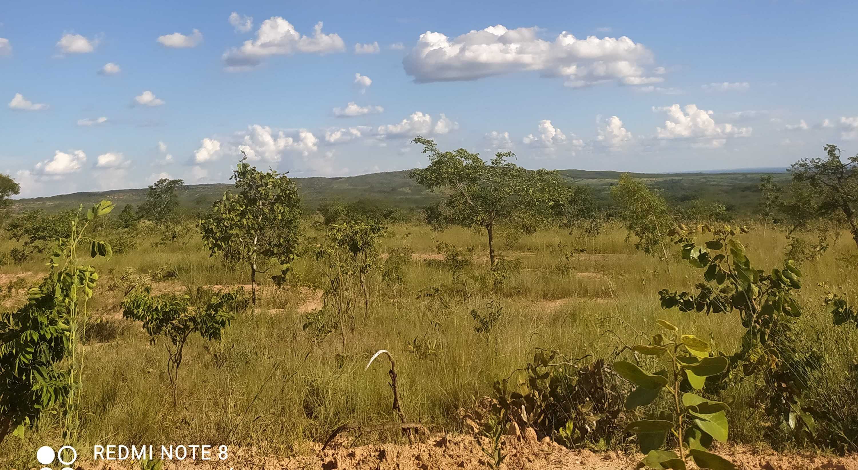 Fazenda, 615 hectares - Foto 6