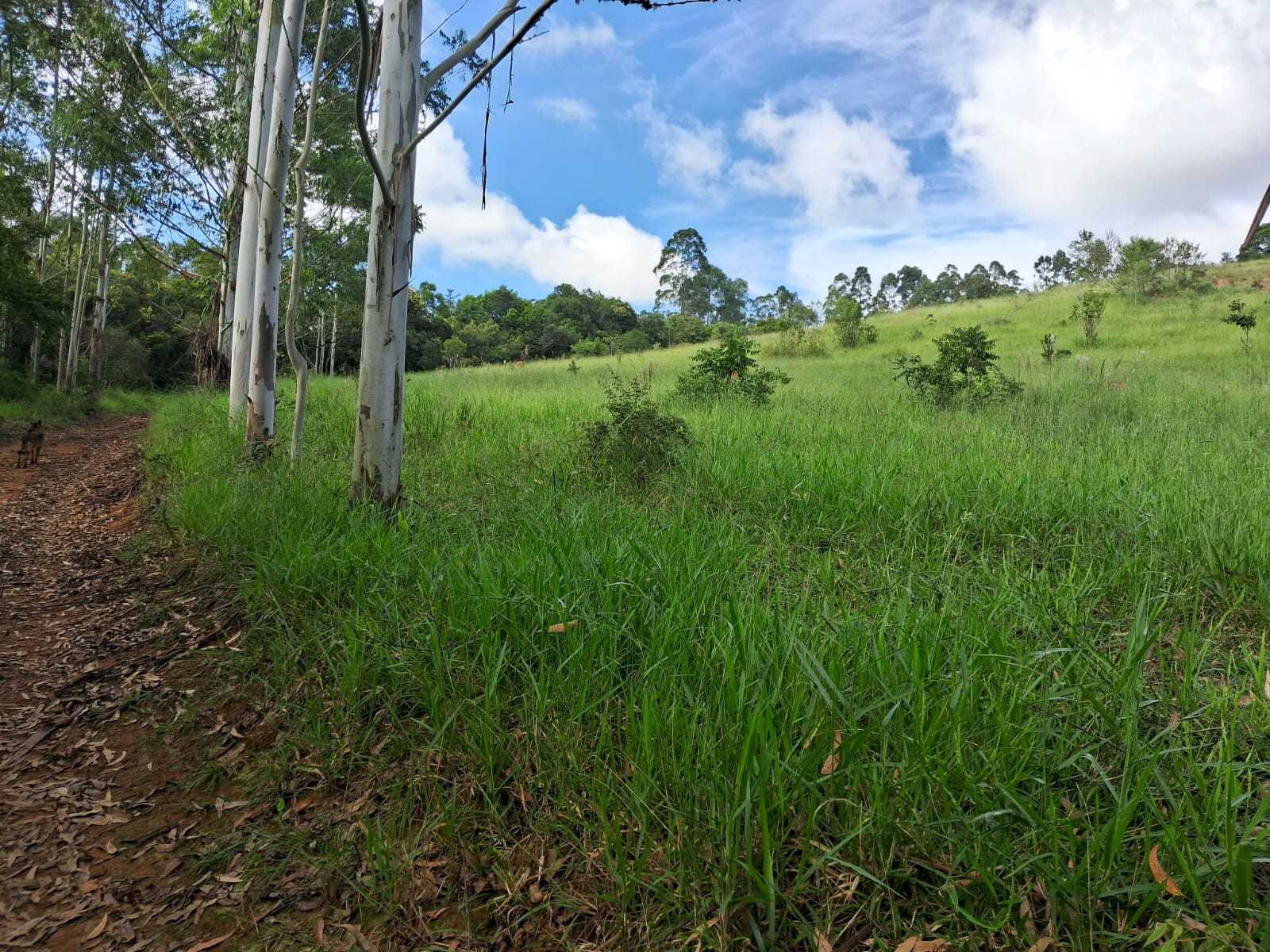 Fazenda, 179 hectares - Foto 12