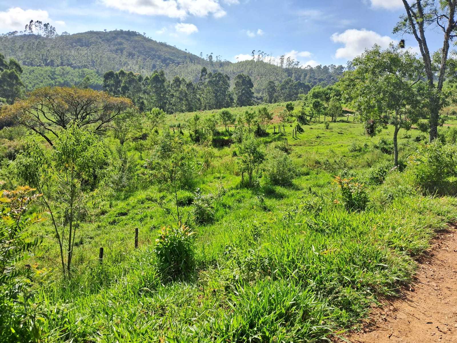 Fazenda, 179 hectares - Foto 17