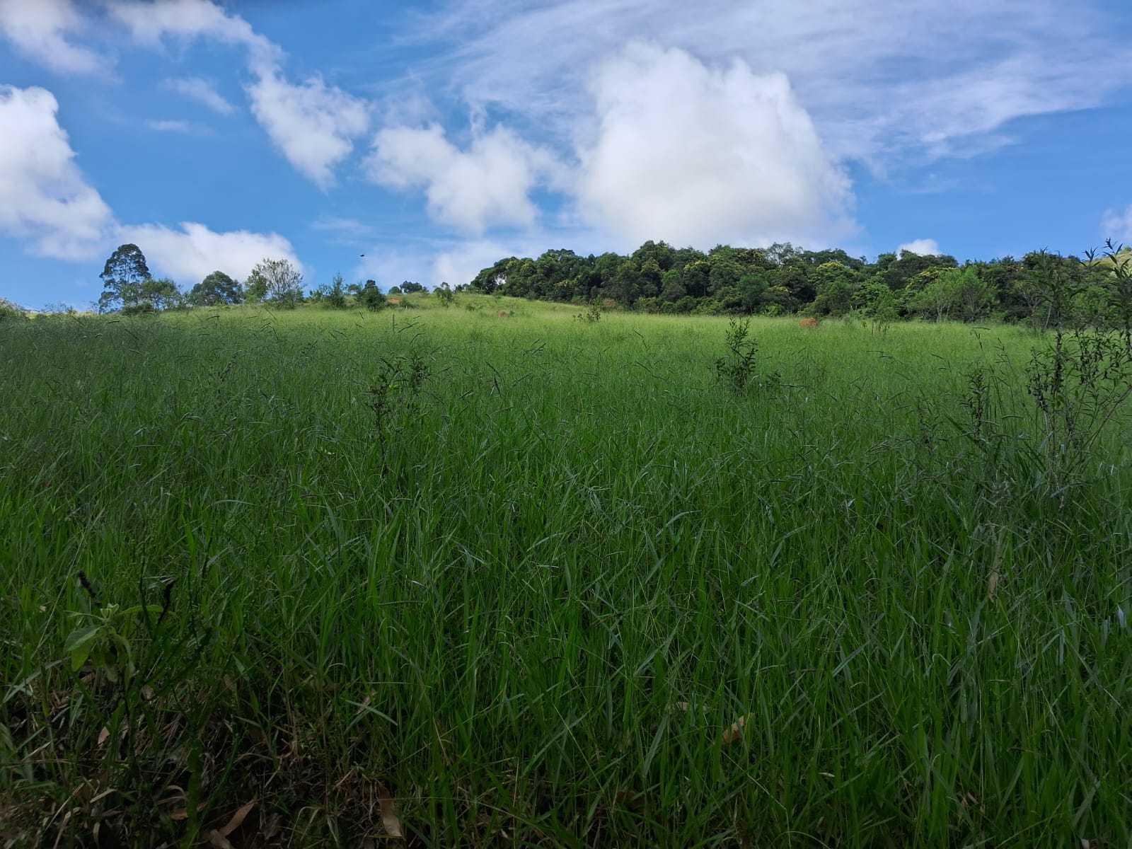Fazenda, 179 hectares - Foto 14