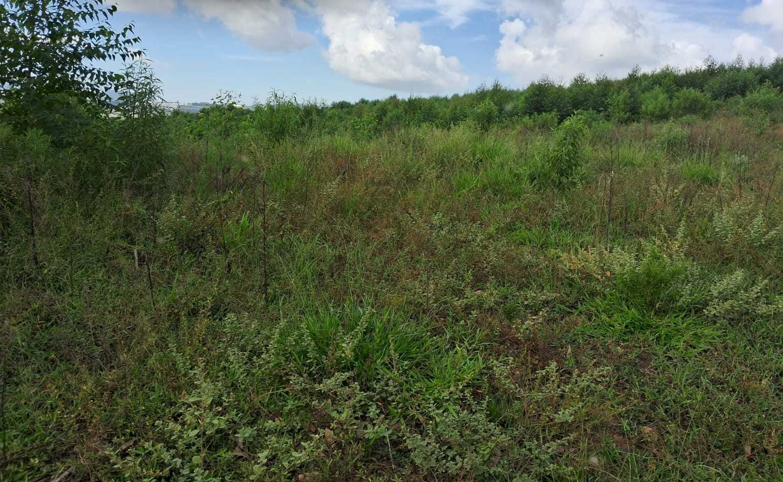 Fazenda, 179 hectares - Foto 10