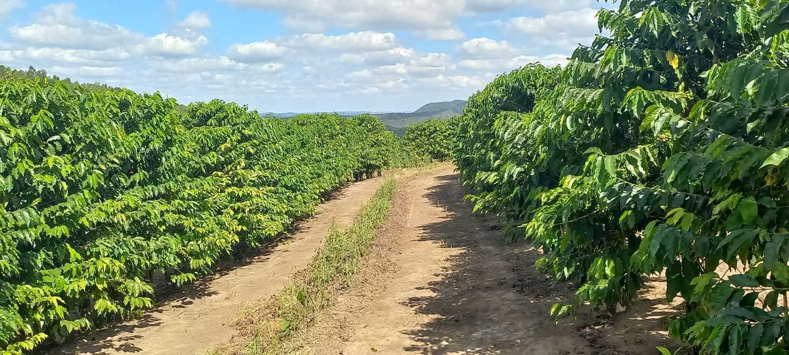 Fazenda, 401 hectares - Foto 6