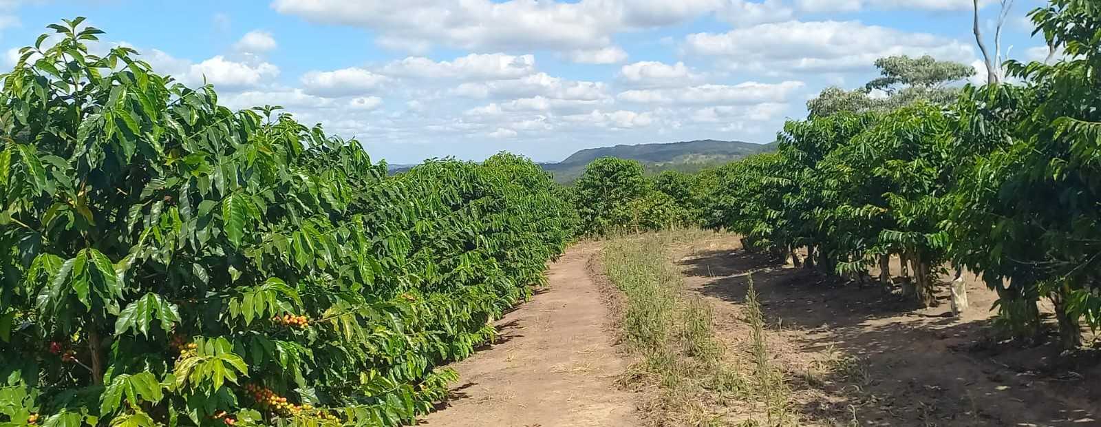 Fazenda, 401 hectares - Foto 10