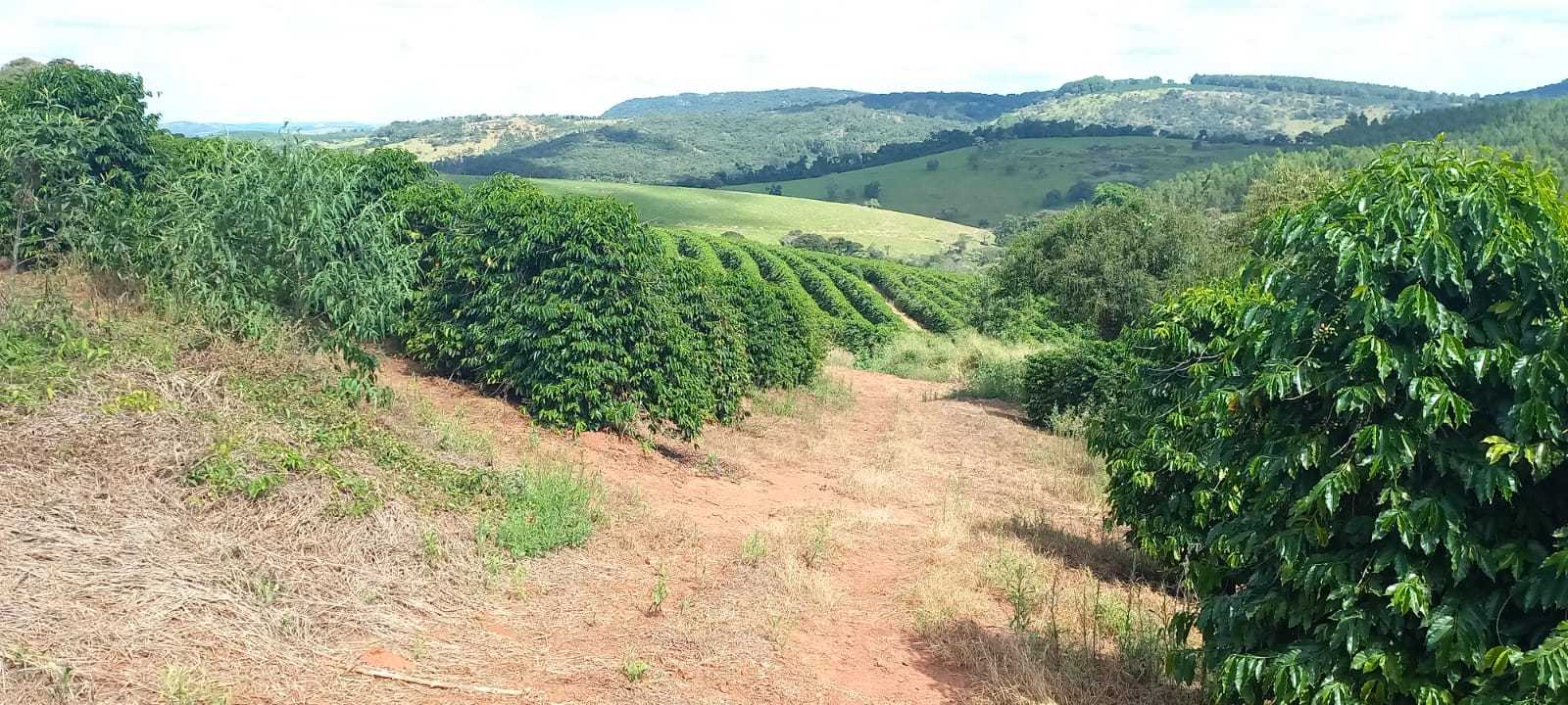 Fazenda, 401 hectares - Foto 17