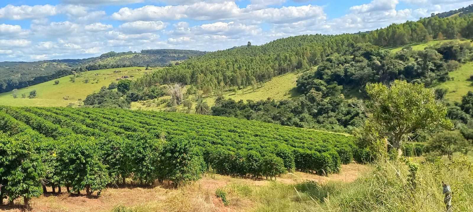Fazenda, 401 hectares - Foto 2