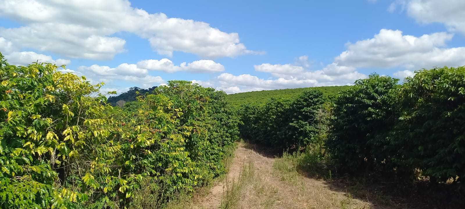 Fazenda, 401 hectares - Foto 22