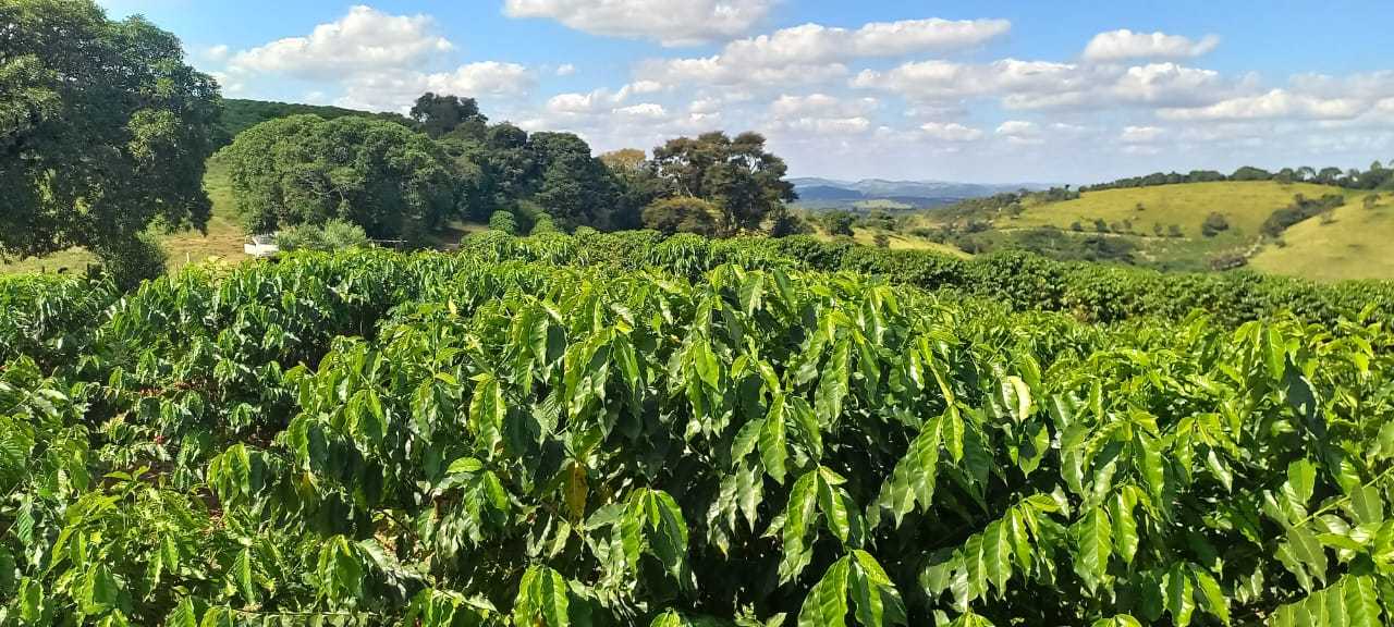 Fazenda, 401 hectares - Foto 5