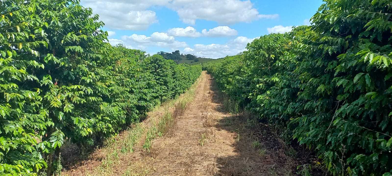 Fazenda, 401 hectares - Foto 21
