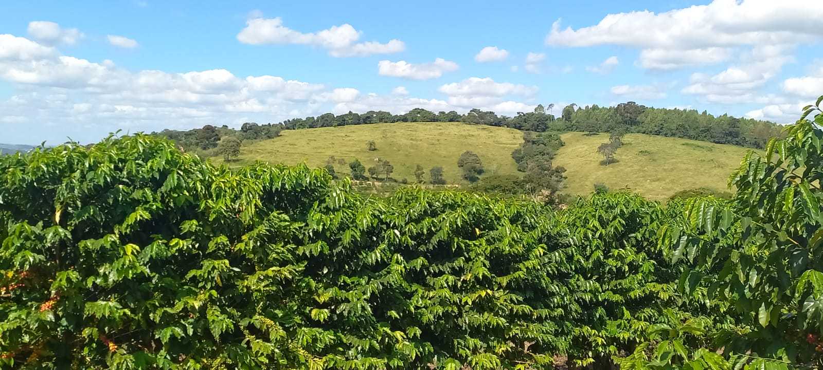 Fazenda, 401 hectares - Foto 11