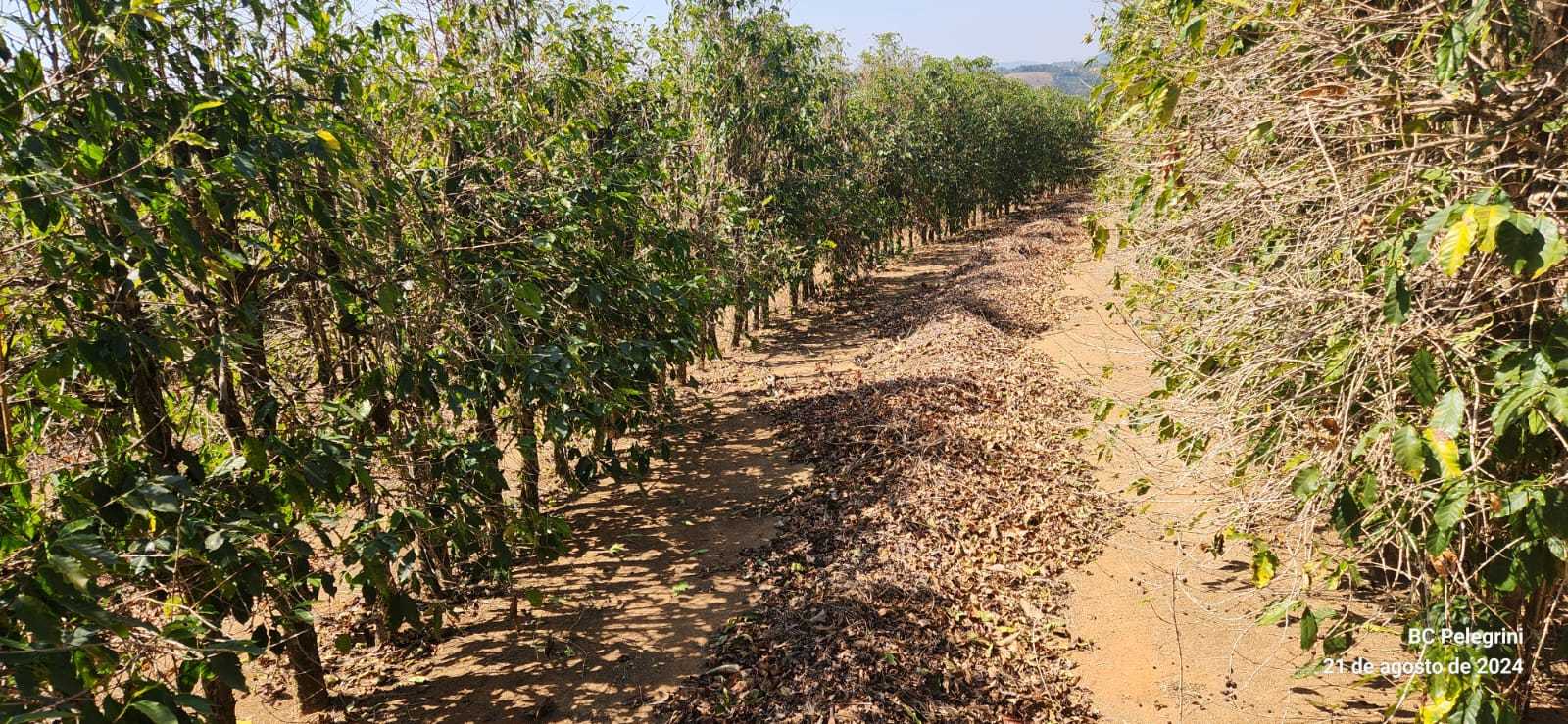 Fazenda, 401 hectares - Foto 15