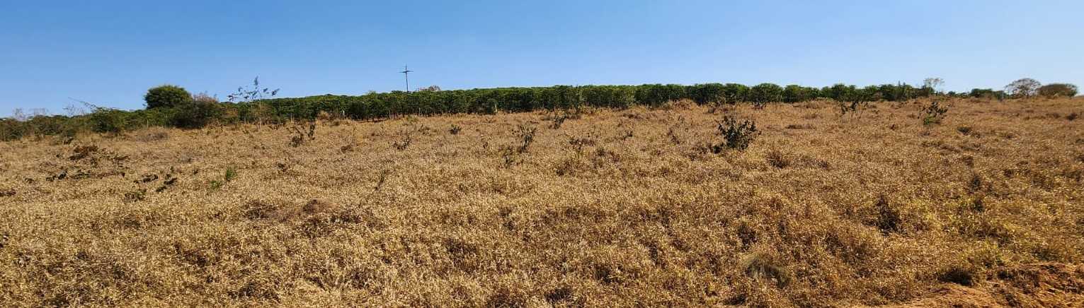 Fazenda, 401 hectares - Foto 18