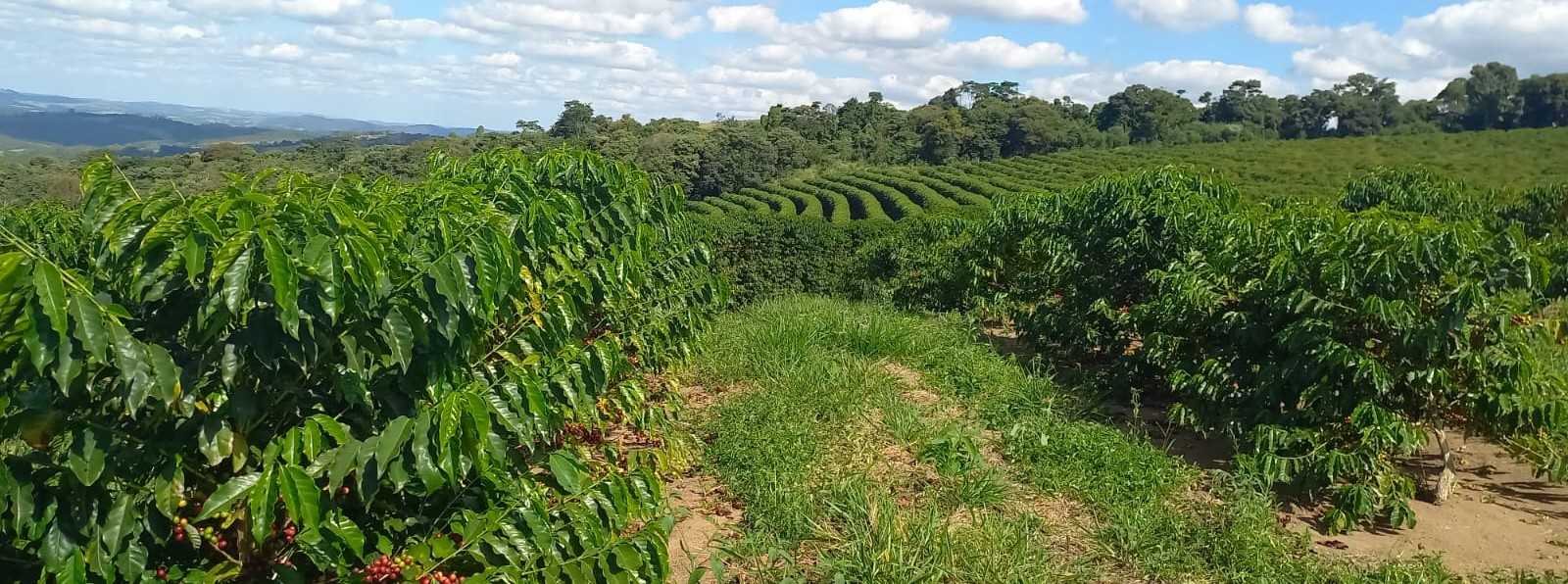 Fazenda, 401 hectares - Foto 9