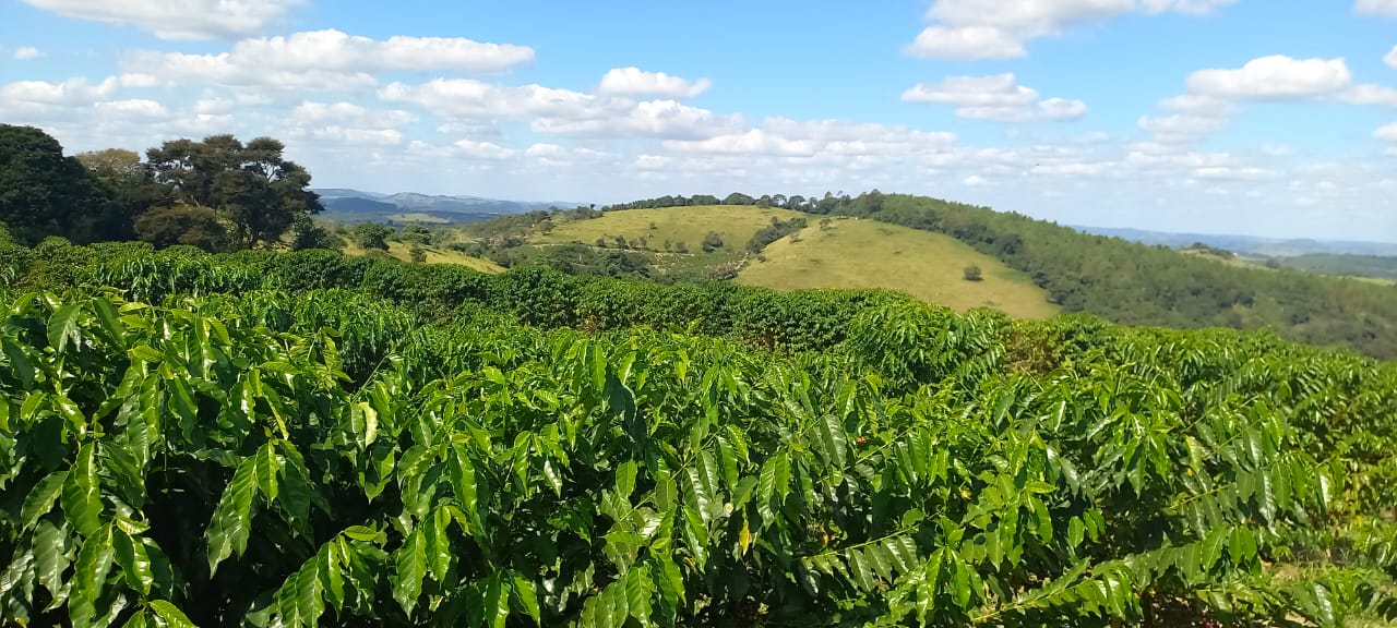 Fazenda, 401 hectares - Foto 1