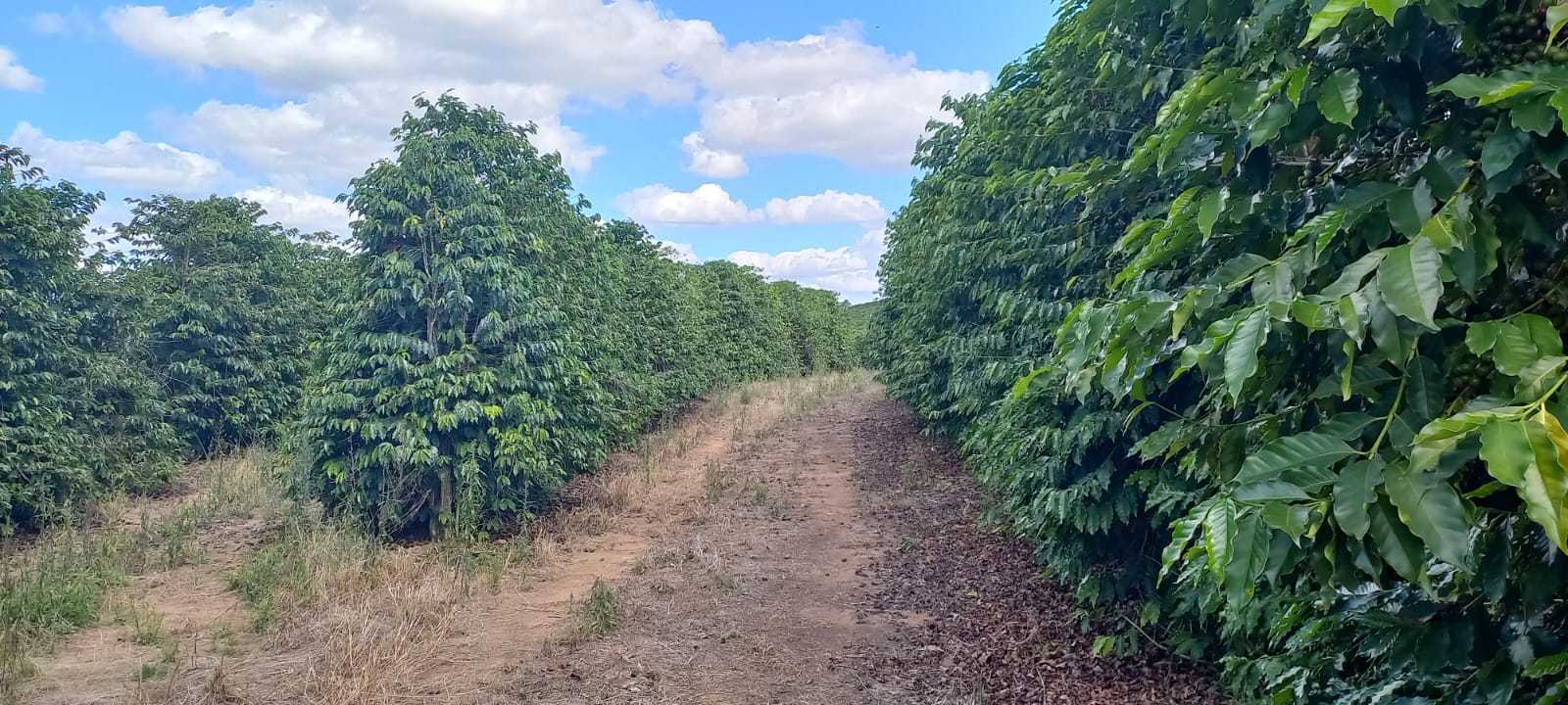 Fazenda, 401 hectares - Foto 23