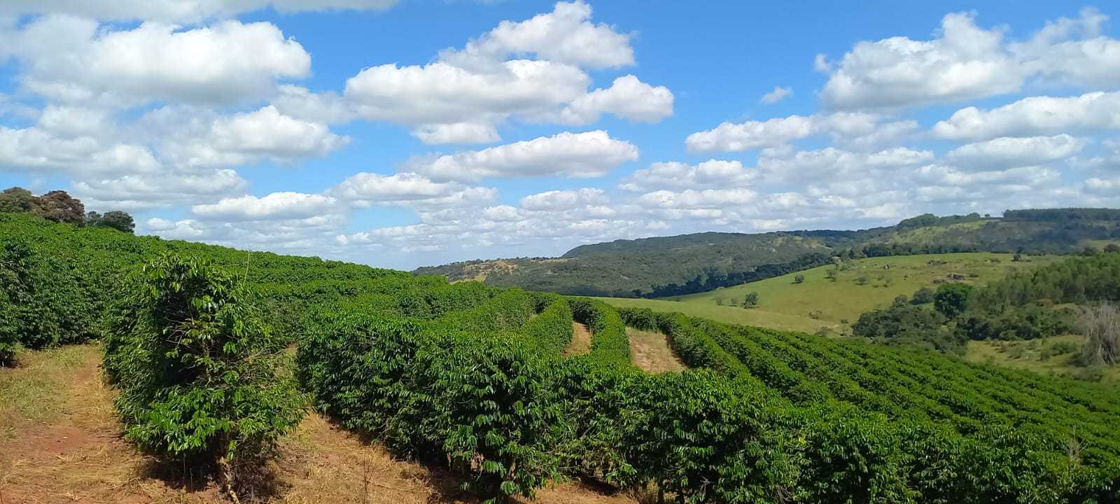 Fazenda, 401 hectares - Foto 16