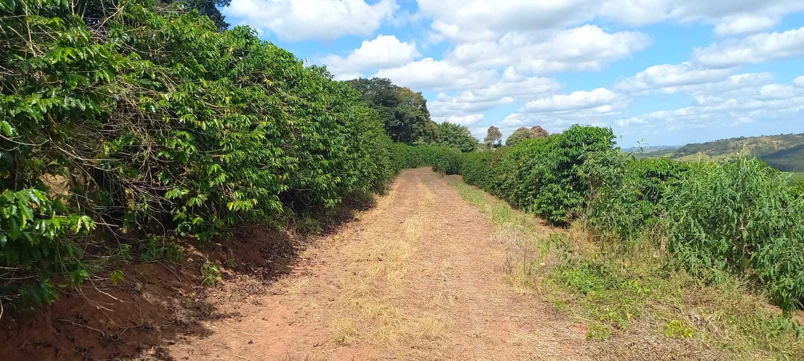 Fazenda, 401 hectares - Foto 19