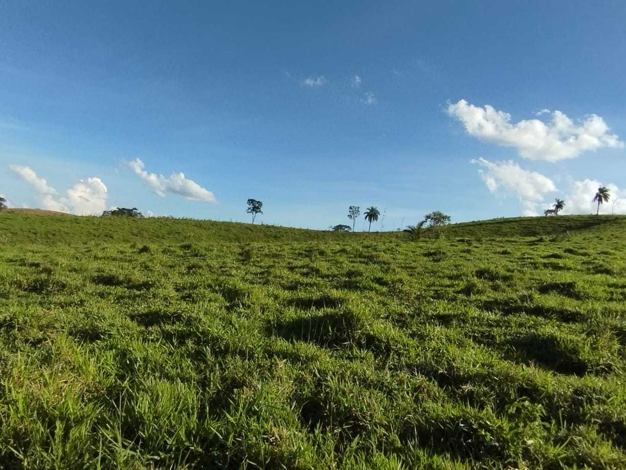 Fazenda, 730 hectares - Foto 3