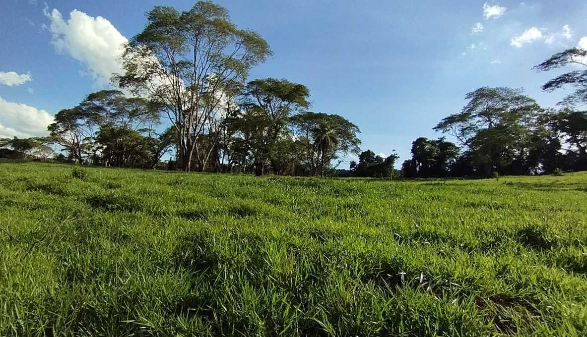 Fazenda, 730 hectares - Foto 8