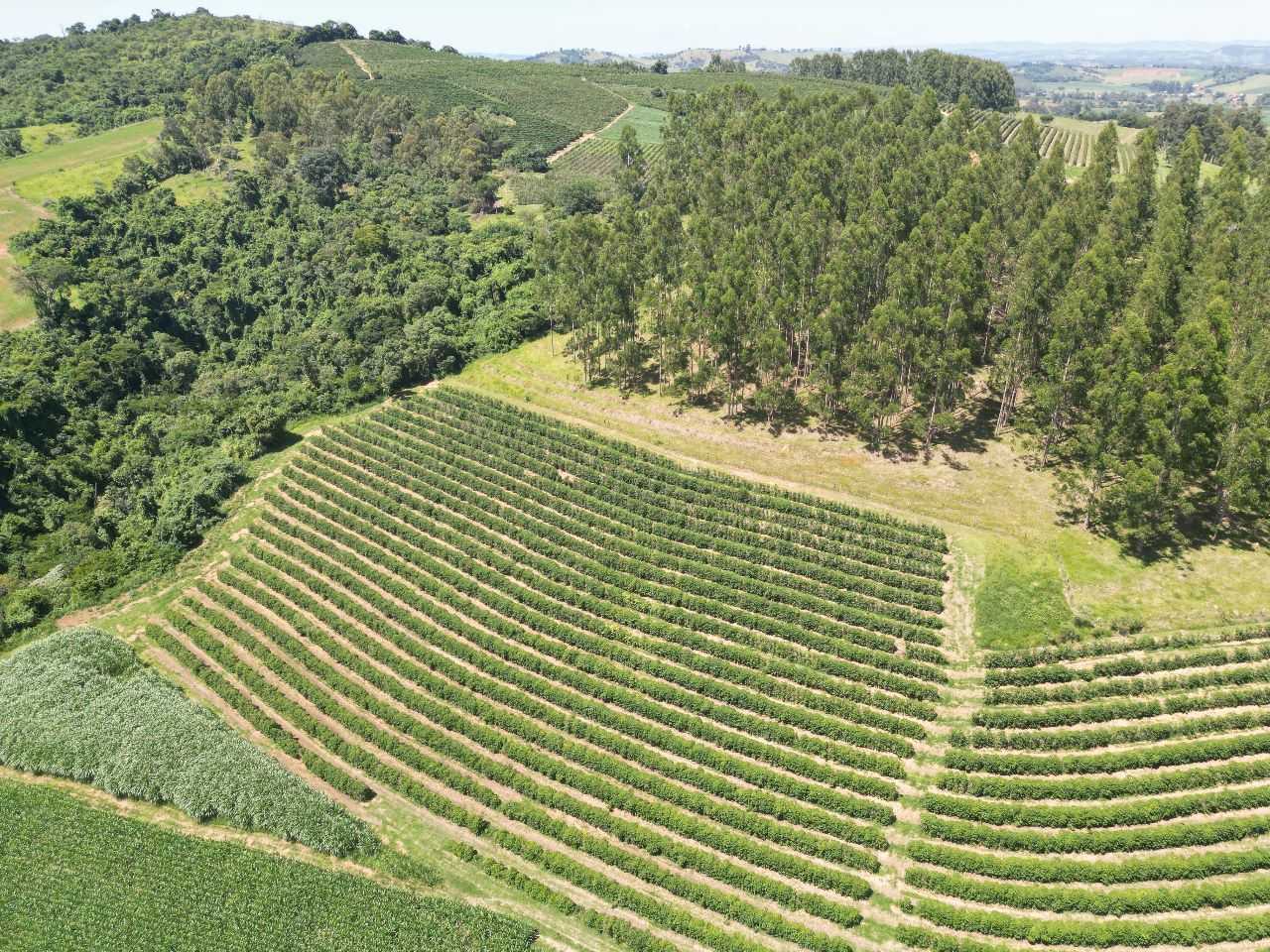 Fazenda, 79 hectares - Foto 23