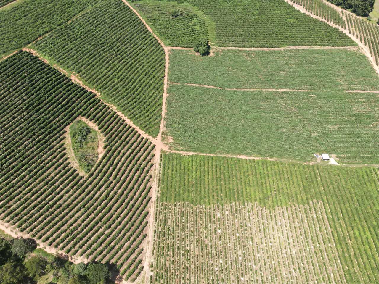 Fazenda, 79 hectares - Foto 24