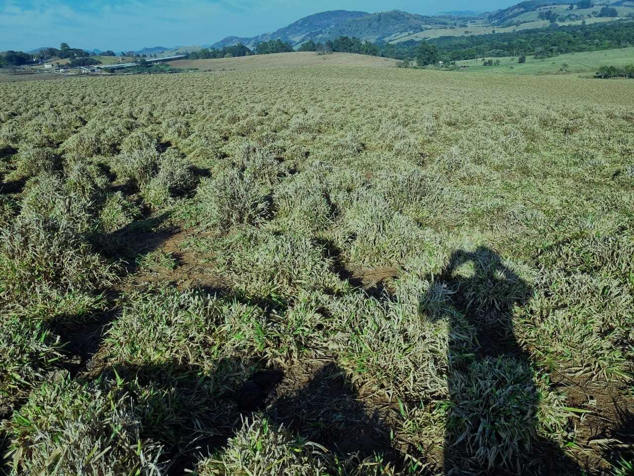 Fazenda, 209 hectares - Foto 16