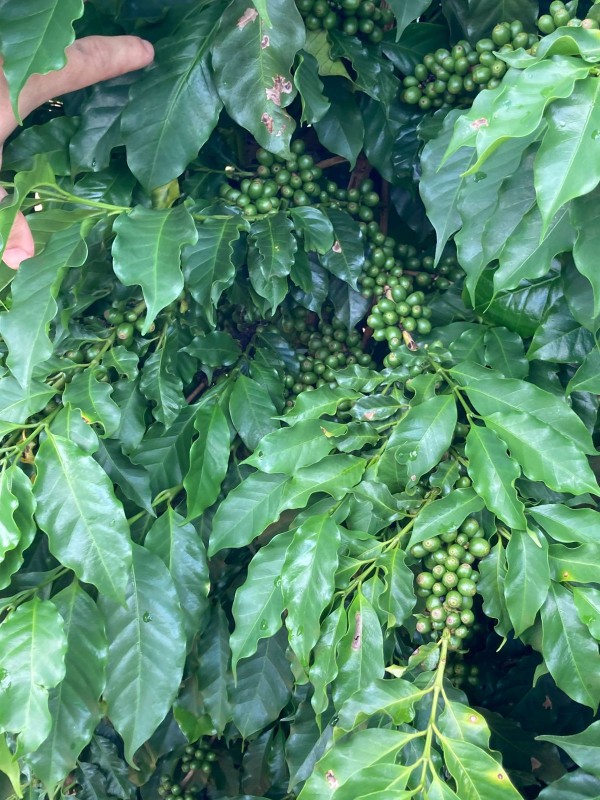 Fazenda, 346 hectares - Foto 10