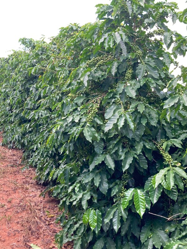 Fazenda, 346 hectares - Foto 17